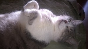 Лиза