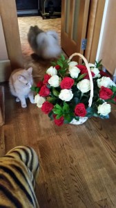 Перся