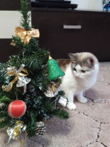 Тася