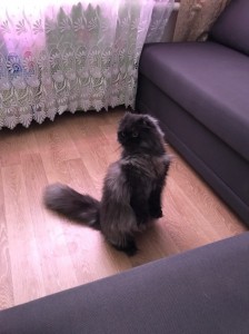 Феня