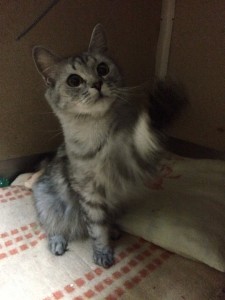Мила